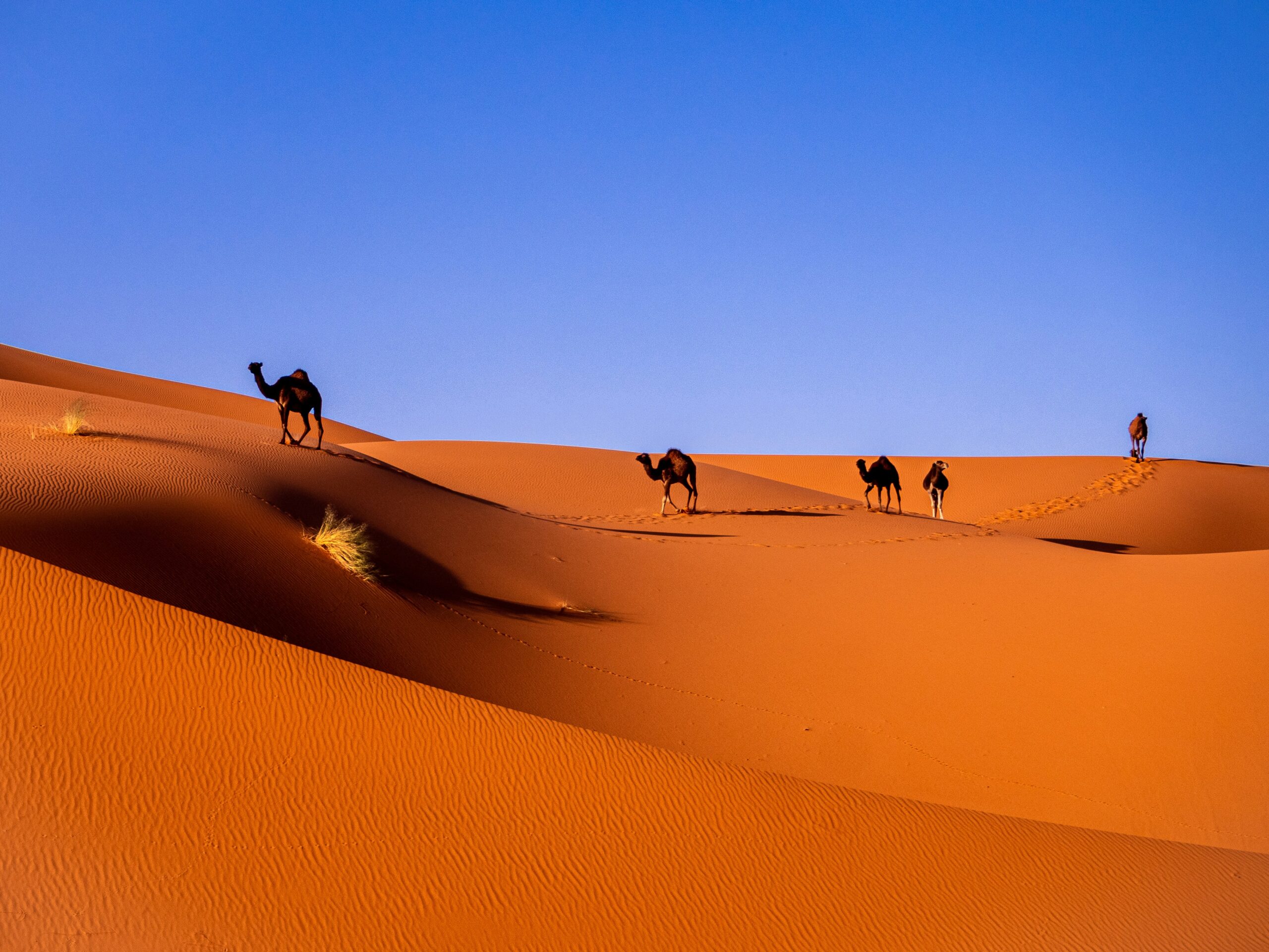 3 Day Fes to Marrakech Desert Tour